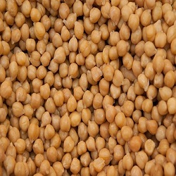 Chickpeas or chole or garbanzo beans (chana)